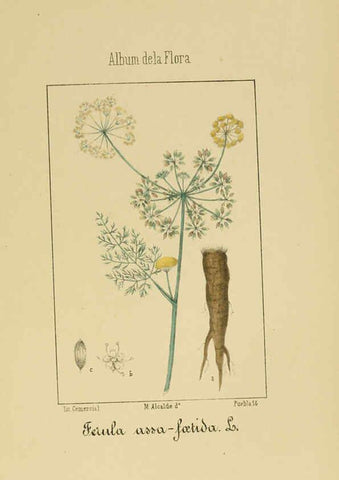 Reproducción/Reproduction 6012331224: Album de la flora médico-farmacéutica é industrial, indígena y exótica Madrid,Impr. de la Galeria literaria,1862-64