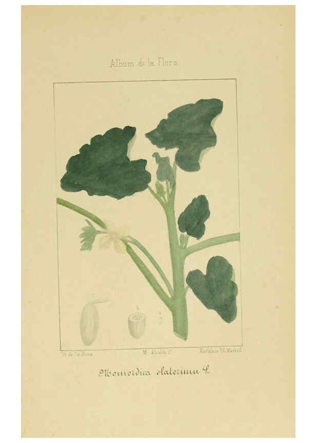 Reproducción/Reproduction 6011706199: Album de la flora médico-farmacéutica é industrial, indígena y exótica Madrid,Impr. de la Galeria literaria,1862-64