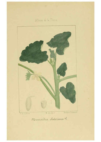 Reproducción/Reproduction 6011706199: Album de la flora médico-farmacéutica é industrial, indígena y exótica Madrid,Impr. de la Galeria literaria,1862-64