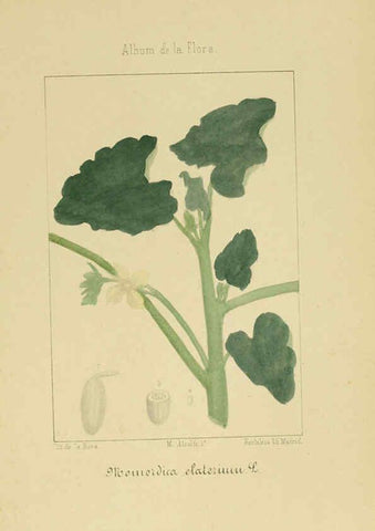 Reproducción/Reproduction 6011706199: Album de la flora médico-farmacéutica é industrial, indígena y exótica Madrid,Impr. de la Galeria literaria,1862-64
