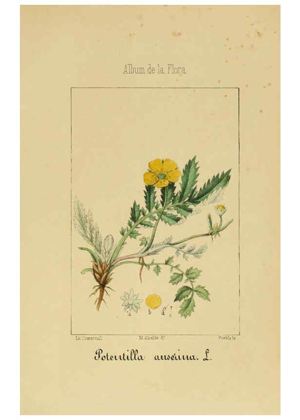Reproducción/Reproduction 6011701359: Album de la flora médico-farmacéutica é industrial, indígena y exótica Madrid,Impr. de la Galeria literaria,1862-64