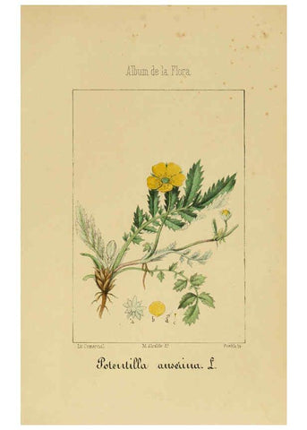 Reproducción/Reproduction 6011701359: Album de la flora médico-farmacéutica é industrial, indígena y exótica Madrid,Impr. de la Galeria literaria,1862-64