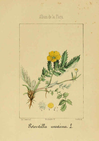 Reproducción/Reproduction 6011701359: Album de la flora médico-farmacéutica é industrial, indígena y exótica Madrid,Impr. de la Galeria literaria,1862-64