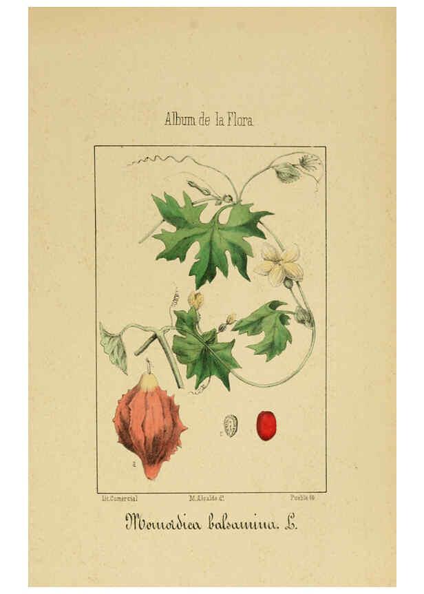 Reproducción/Reproduction 6011706035: Album de la flora médico-farmacéutica é industrial, indígena y exótica Madrid,Impr. de la Galeria literaria,1862-64