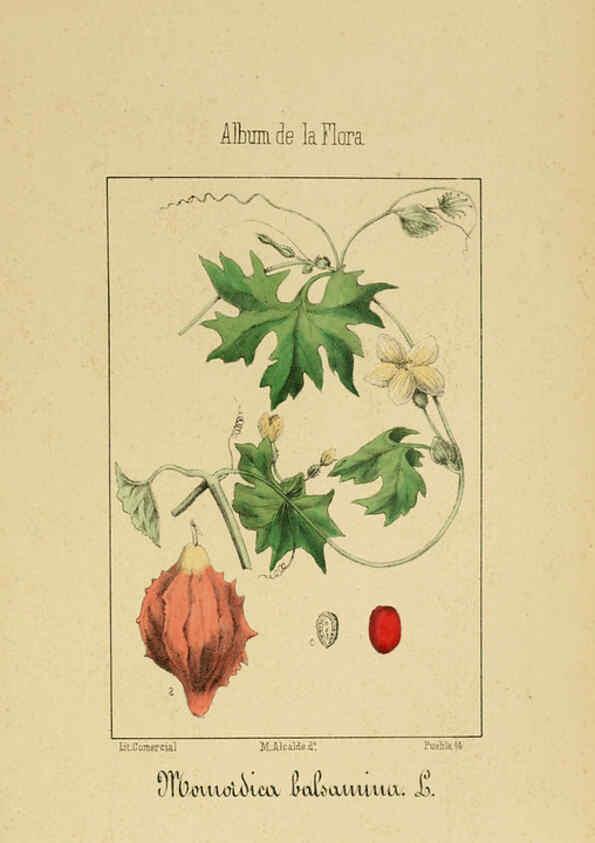 Reproducción/Reproduction 6011706035: Album de la flora médico-farmacéutica é industrial, indígena y exótica Madrid,Impr. de la Galeria literaria,1862-64