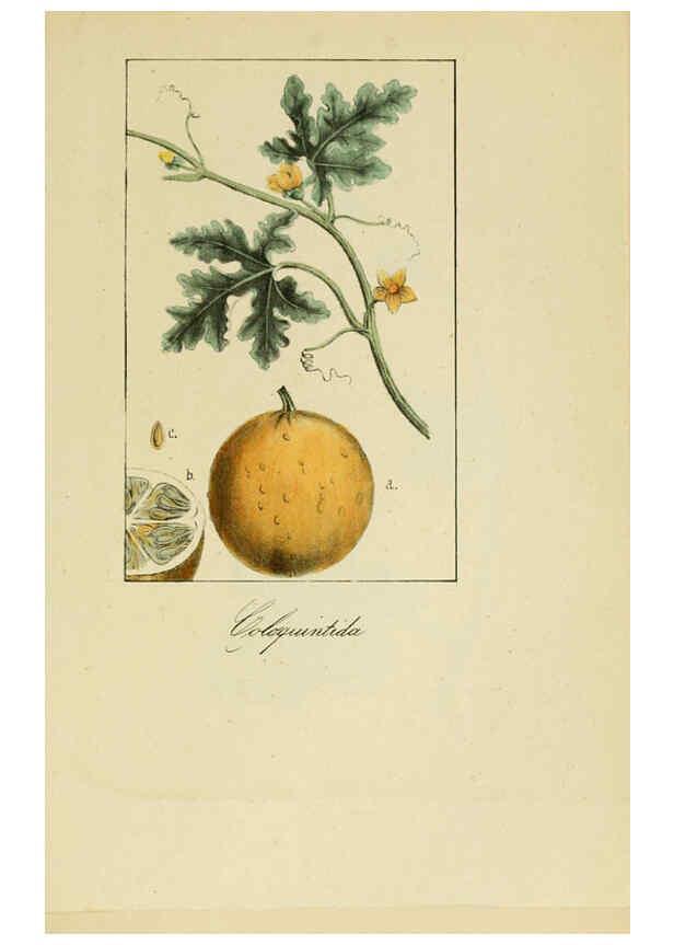 Reproducción/Reproduction 6011705547: Album de la flora médico-farmacéutica é industrial, indígena y exótica Madrid,Impr. de la Galeria literaria,1862-64