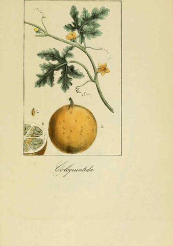 Reproducción/Reproduction 6011705547: Album de la flora médico-farmacéutica é industrial, indígena y exótica Madrid,Impr. de la Galeria literaria,1862-64