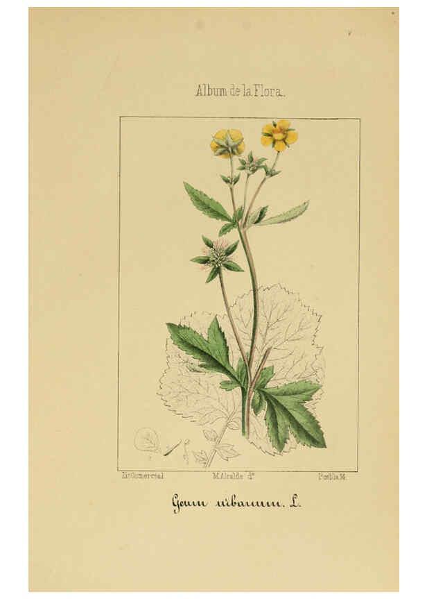 Reproducción/Reproduction 6011701727: Album de la flora médico-farmacéutica é industrial, indígena y exótica Madrid,Impr. de la Galeria literaria,1862-64