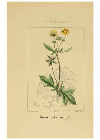 Reproducción/Reproduction 6011701727: Album de la flora médico-farmacéutica é industrial, indígena y exótica Madrid,Impr. de la Galeria literaria,1862-64
