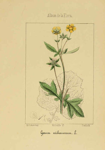 Reproducción/Reproduction 6011701727: Album de la flora médico-farmacéutica é industrial, indígena y exótica Madrid,Impr. de la Galeria literaria,1862-64