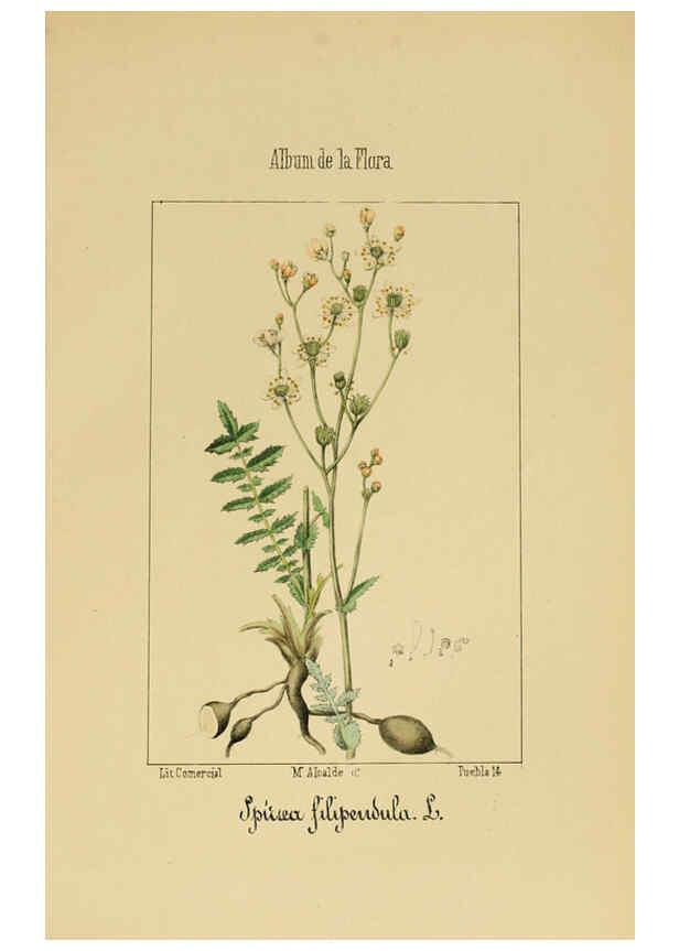 Reproducción/Reproduction 6012249036: Album de la flora médico-farmacéutica é industrial, indígena y exótica Madrid,Impr. de la Galeria literaria,1862-64