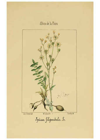 Reproducción/Reproduction 6012249036: Album de la flora médico-farmacéutica é industrial, indígena y exótica Madrid,Impr. de la Galeria literaria,1862-64