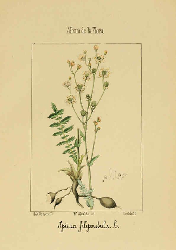 Reproducción/Reproduction 6012249036: Album de la flora médico-farmacéutica é industrial, indígena y exótica Madrid,Impr. de la Galeria literaria,1862-64