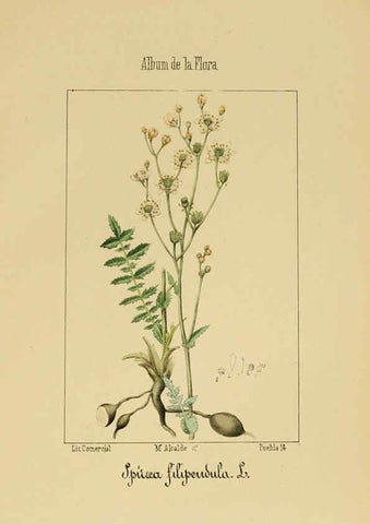 Reproducción/Reproduction 6012249036: Album de la flora médico-farmacéutica é industrial, indígena y exótica Madrid,Impr. de la Galeria literaria,1862-64