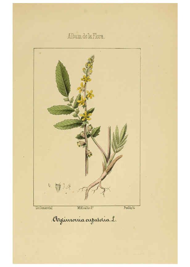 Reproducción/Reproduction 6012249206: Album de la flora médico-farmacéutica é industrial, indígena y exótica Madrid,Impr. de la Galeria literaria,1862-64