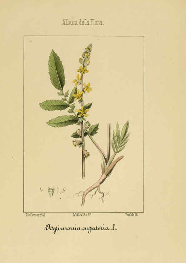 Reproducción/Reproduction 6012249206: Album de la flora médico-farmacéutica é industrial, indígena y exótica Madrid,Impr. de la Galeria literaria,1862-64