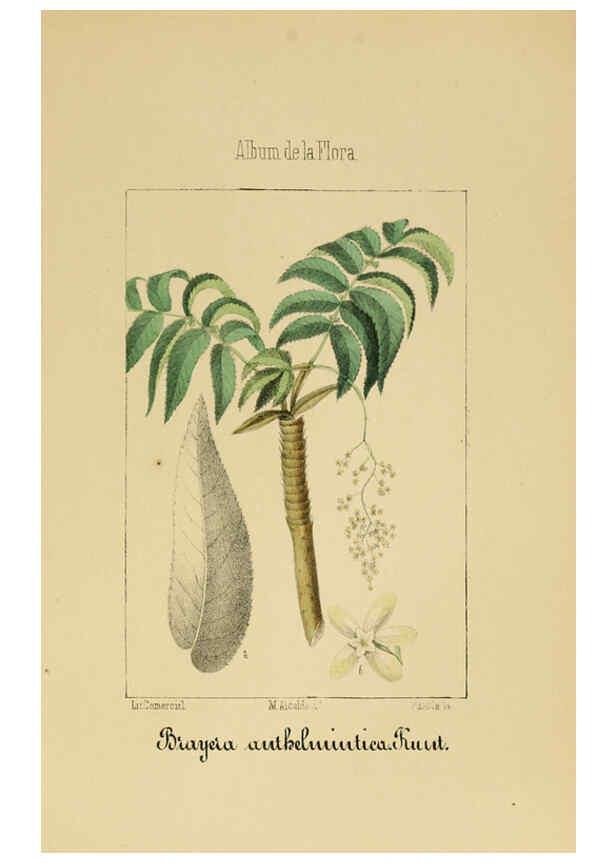 Reproducción/Reproduction 6012249424: Album de la flora médico-farmacéutica é industrial, indígena y exótica Madrid,Impr. de la Galeria literaria,1862-64