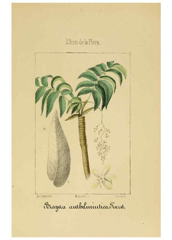Reproducción/Reproduction 6012249424: Album de la flora médico-farmacéutica é industrial, indígena y exótica Madrid,Impr. de la Galeria literaria,1862-64
