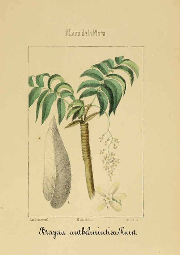 Reproducción/Reproduction 6012249424: Album de la flora médico-farmacéutica é industrial, indígena y exótica Madrid,Impr. de la Galeria literaria,1862-64