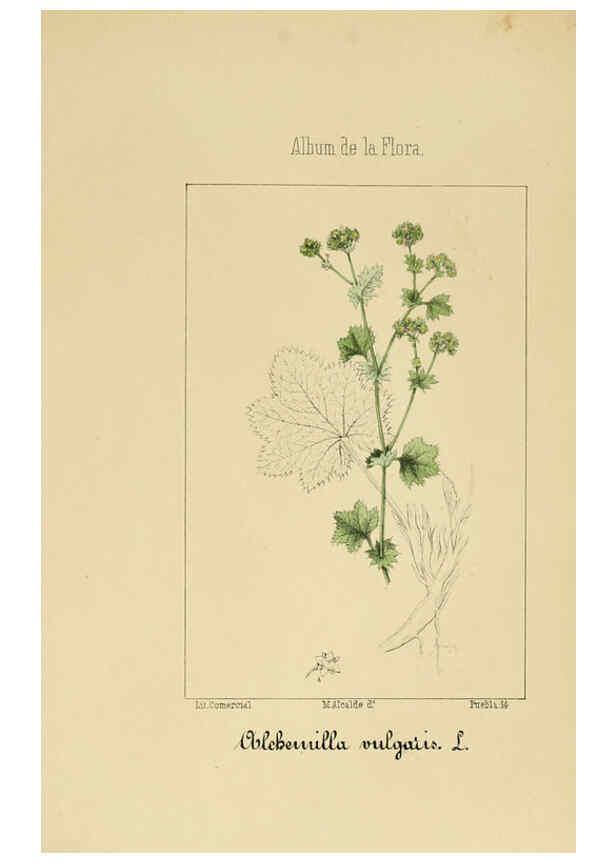 Reproducción/Reproduction 6011702669: Album de la flora médico-farmacéutica é industrial, indígena y exótica Madrid,Impr. de la Galeria literaria,1862-64