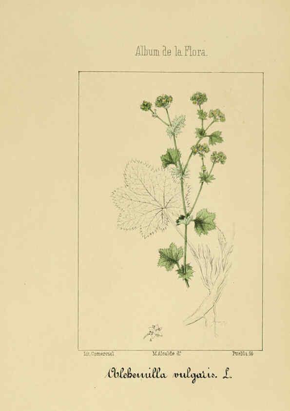Reproducción/Reproduction 6011702669: Album de la flora médico-farmacéutica é industrial, indígena y exótica Madrid,Impr. de la Galeria literaria,1862-64