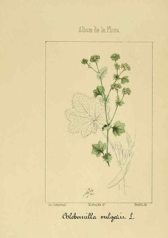 Reproducción/Reproduction 6011702669: Album de la flora médico-farmacéutica é industrial, indígena y exótica Madrid,Impr. de la Galeria literaria,1862-64