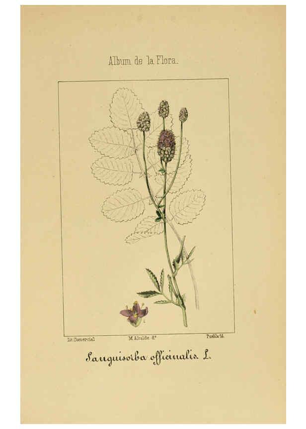 Reproducción/Reproduction 6011702833: Album de la flora médico-farmacéutica é industrial, indígena y exótica Madrid,Impr. de la Galeria literaria,1862-64
