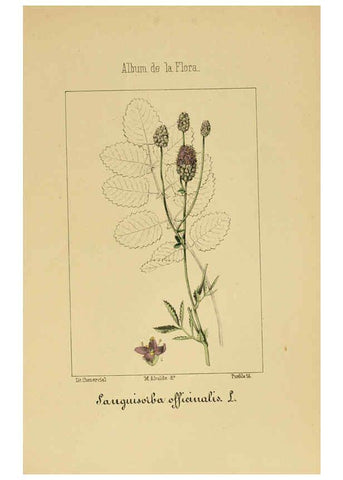 Reproducción/Reproduction 6011702833: Album de la flora médico-farmacéutica é industrial, indígena y exótica Madrid,Impr. de la Galeria literaria,1862-64