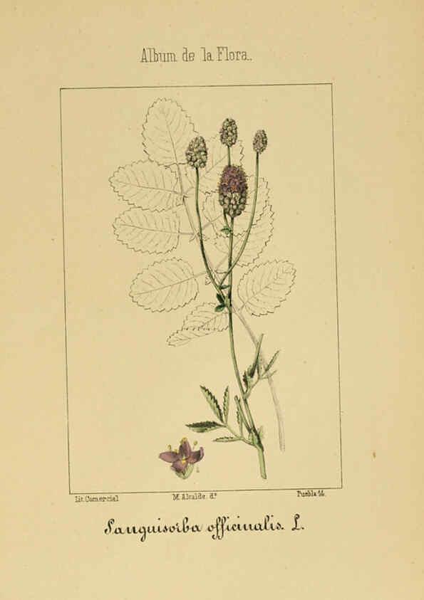 Reproducción/Reproduction 6011702833: Album de la flora médico-farmacéutica é industrial, indígena y exótica Madrid,Impr. de la Galeria literaria,1862-64