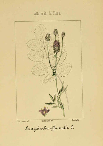 Reproducción/Reproduction 6011702833: Album de la flora médico-farmacéutica é industrial, indígena y exótica Madrid,Impr. de la Galeria literaria,1862-64