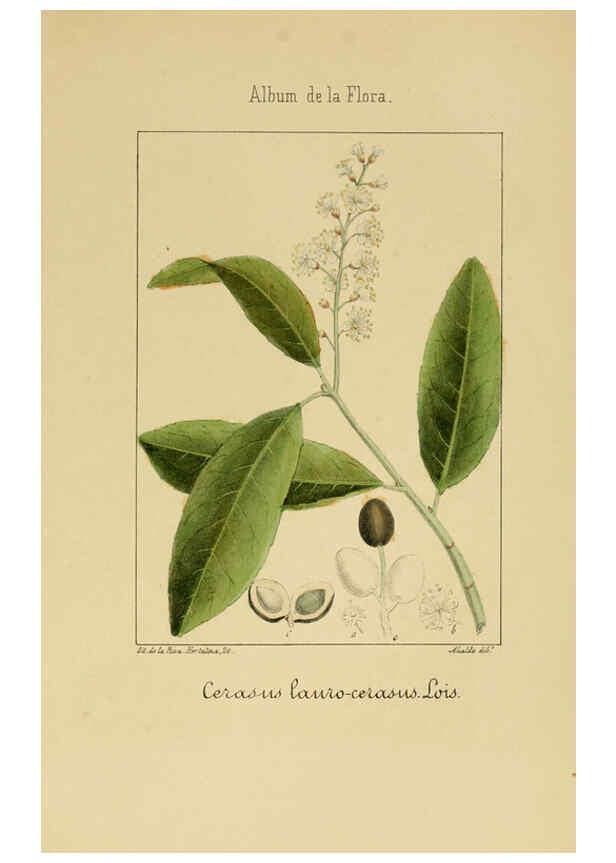 Reproducción/Reproduction 6012249988: Album de la flora médico-farmacéutica é industrial, indígena y exótica Madrid,Impr. de la Galeria literaria,1862-64