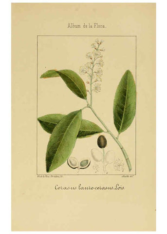 Reproducción/Reproduction 6012249988: Album de la flora médico-farmacéutica é industrial, indígena y exótica Madrid,Impr. de la Galeria literaria,1862-64
