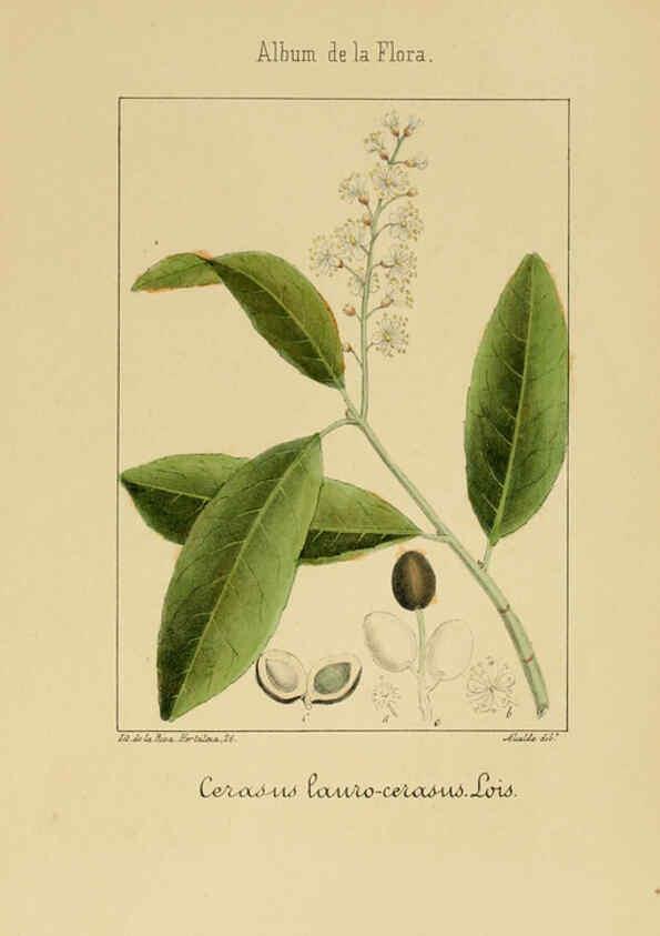 Reproducción/Reproduction 6012249988: Album de la flora médico-farmacéutica é industrial, indígena y exótica Madrid,Impr. de la Galeria literaria,1862-64