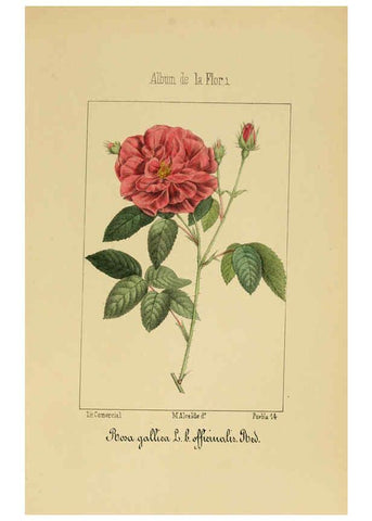 Reproducción/Reproduction 6011703167: Album de la flora médico-farmacéutica é industrial, indígena y exótica Madrid,Impr. de la Galeria literaria,1862-64