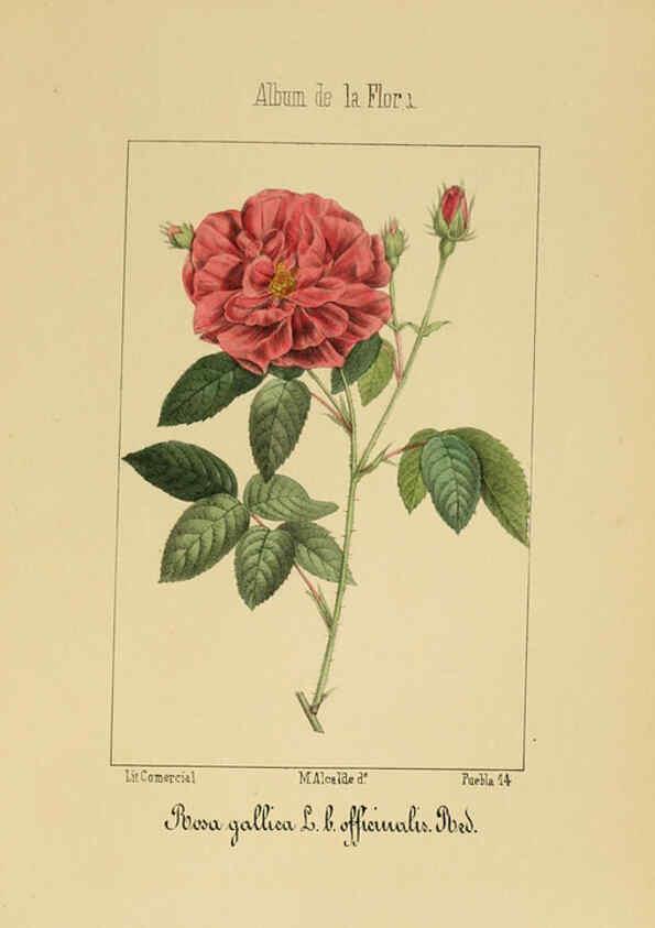 Reproducción/Reproduction 6011703167: Album de la flora médico-farmacéutica é industrial, indígena y exótica Madrid,Impr. de la Galeria literaria,1862-64