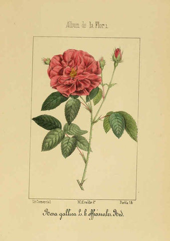 Reproducción/Reproduction 6011703167: Album de la flora médico-farmacéutica é industrial, indígena y exótica Madrid,Impr. de la Galeria literaria,1862-64