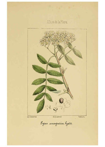Reproducción/Reproduction 6011703593: Album de la flora médico-farmacéutica é industrial, indígena y exótica Madrid,Impr. de la Galeria literaria,1862-64