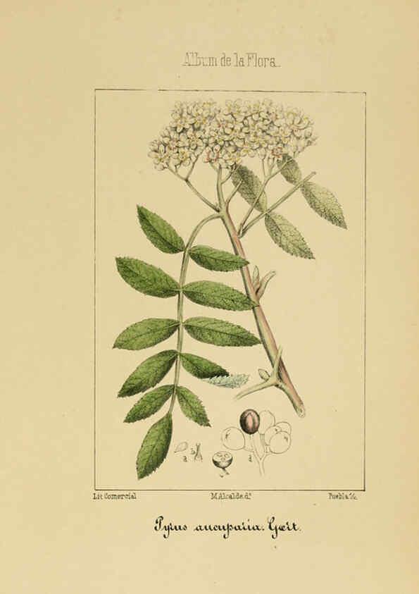 Reproducción/Reproduction 6011703593: Album de la flora médico-farmacéutica é industrial, indígena y exótica Madrid,Impr. de la Galeria literaria,1862-64
