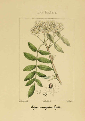 Reproducción/Reproduction 6011703593: Album de la flora médico-farmacéutica é industrial, indígena y exótica Madrid,Impr. de la Galeria literaria,1862-64