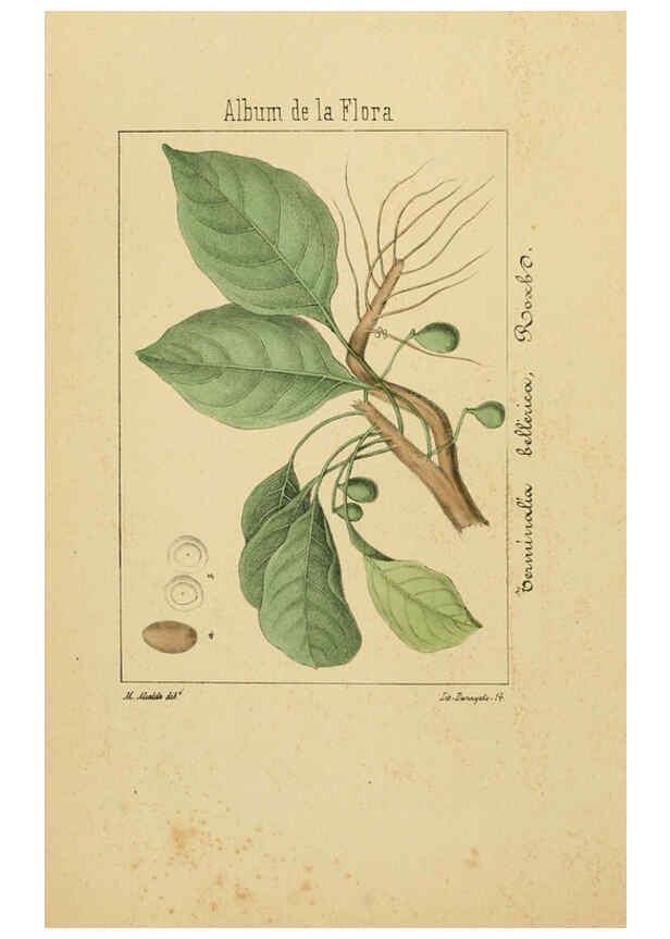 Reproducción/Reproduction 6011703999: Album de la flora médico-farmacéutica é industrial, indígena y exótica Madrid,Impr. de la Galeria literaria,1862-64