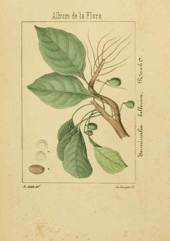 Reproducción/Reproduction 6011703999: Album de la flora médico-farmacéutica é industrial, indígena y exótica Madrid,Impr. de la Galeria literaria,1862-64