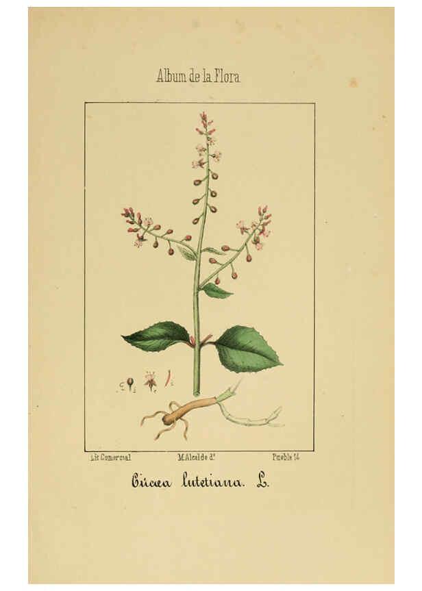 Reproducción/Reproduction 6012251180: Album de la flora médico-farmacéutica é industrial, indígena y exótica Madrid,Impr. de la Galeria literaria,1862-64