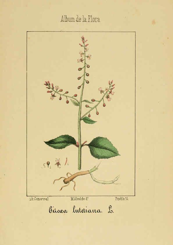 Reproducción/Reproduction 6012251180: Album de la flora médico-farmacéutica é industrial, indígena y exótica Madrid,Impr. de la Galeria literaria,1862-64