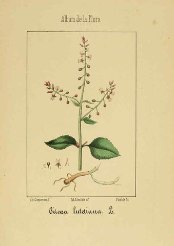 Reproducción/Reproduction 6012251180: Album de la flora médico-farmacéutica é industrial, indígena y exótica Madrid,Impr. de la Galeria literaria,1862-64