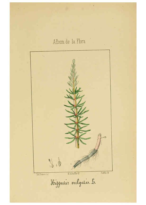 Reproducción/Reproduction 6011704345: Album de la flora médico-farmacéutica é industrial, indígena y exótica Madrid,Impr. de la Galeria literaria,1862-64