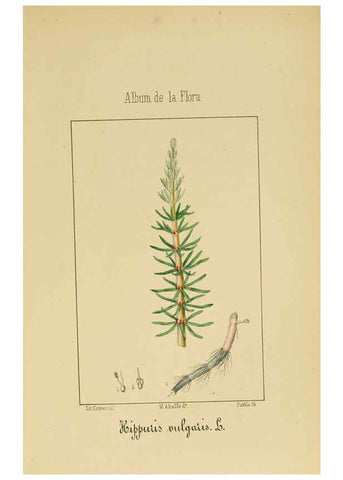 Reproducción/Reproduction 6011704345: Album de la flora médico-farmacéutica é industrial, indígena y exótica Madrid,Impr. de la Galeria literaria,1862-64