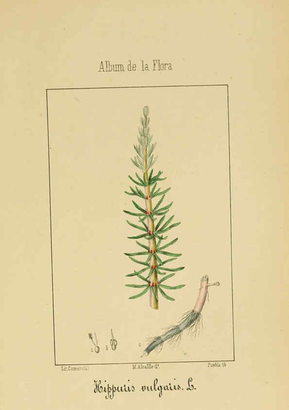 Reproducción/Reproduction 6011704345: Album de la flora médico-farmacéutica é industrial, indígena y exótica Madrid,Impr. de la Galeria literaria,1862-64