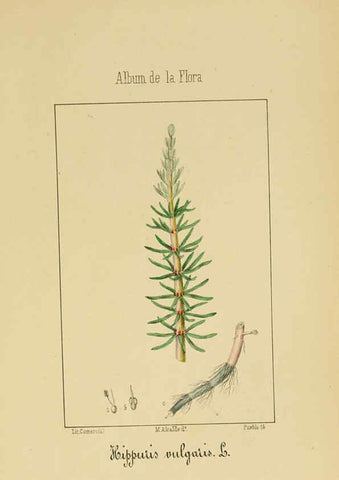 Reproducción/Reproduction 6011704345: Album de la flora médico-farmacéutica é industrial, indígena y exótica Madrid,Impr. de la Galeria literaria,1862-64