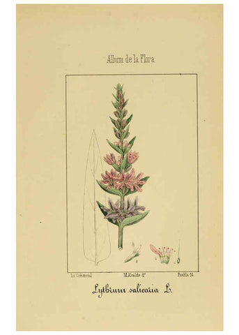 Reproducción/Reproduction 6011704513: Album de la flora médico-farmacéutica é industrial, indígena y exótica Madrid,Impr. de la Galeria literaria,1862-64