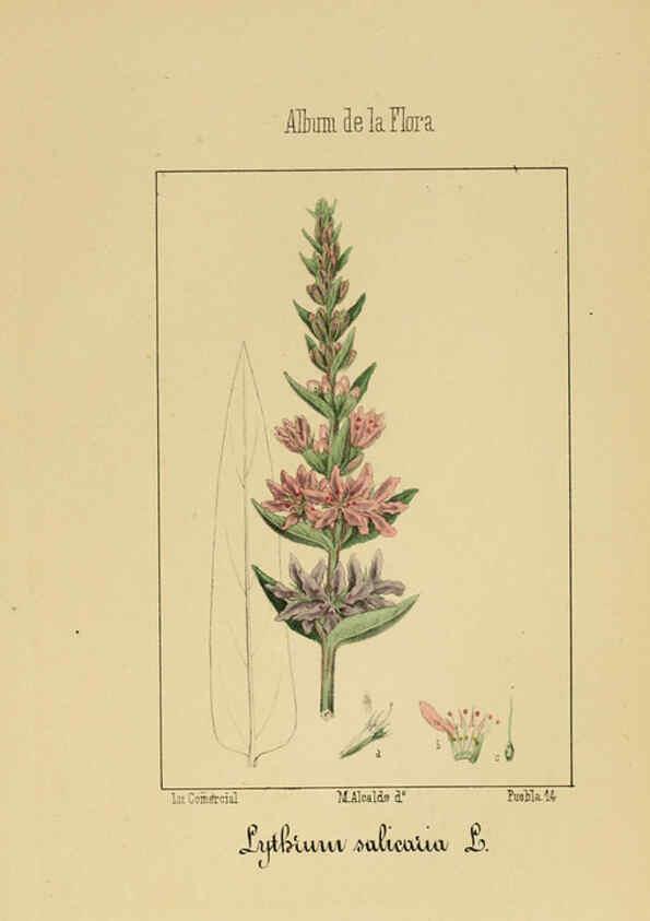 Reproducción/Reproduction 6011704513: Album de la flora médico-farmacéutica é industrial, indígena y exótica Madrid,Impr. de la Galeria literaria,1862-64